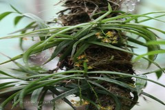 Cleisostoma tenuifolium